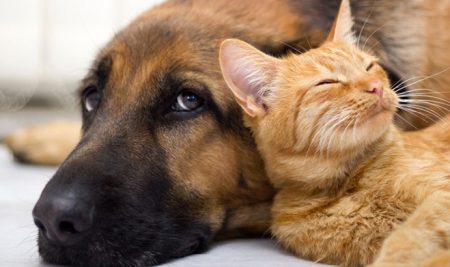Conferencia “Parásitos de las mascotas y los riesgos para la salud humana”